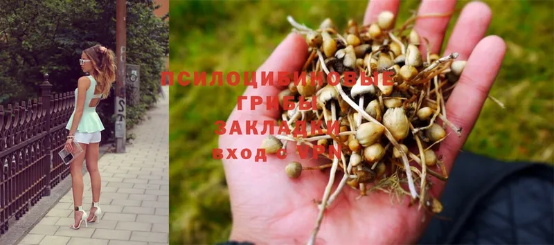 Псилоцибиновые грибы Psilocybe  Бахчисарай 